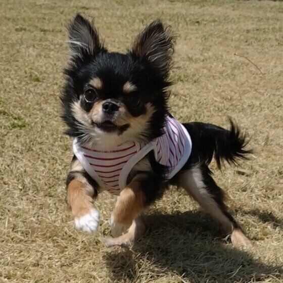 チワワのはるちゃん♪