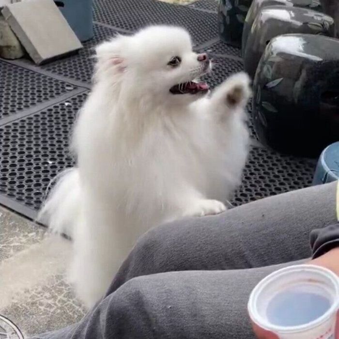 飼い主さんにパシパシとするらんまるくん