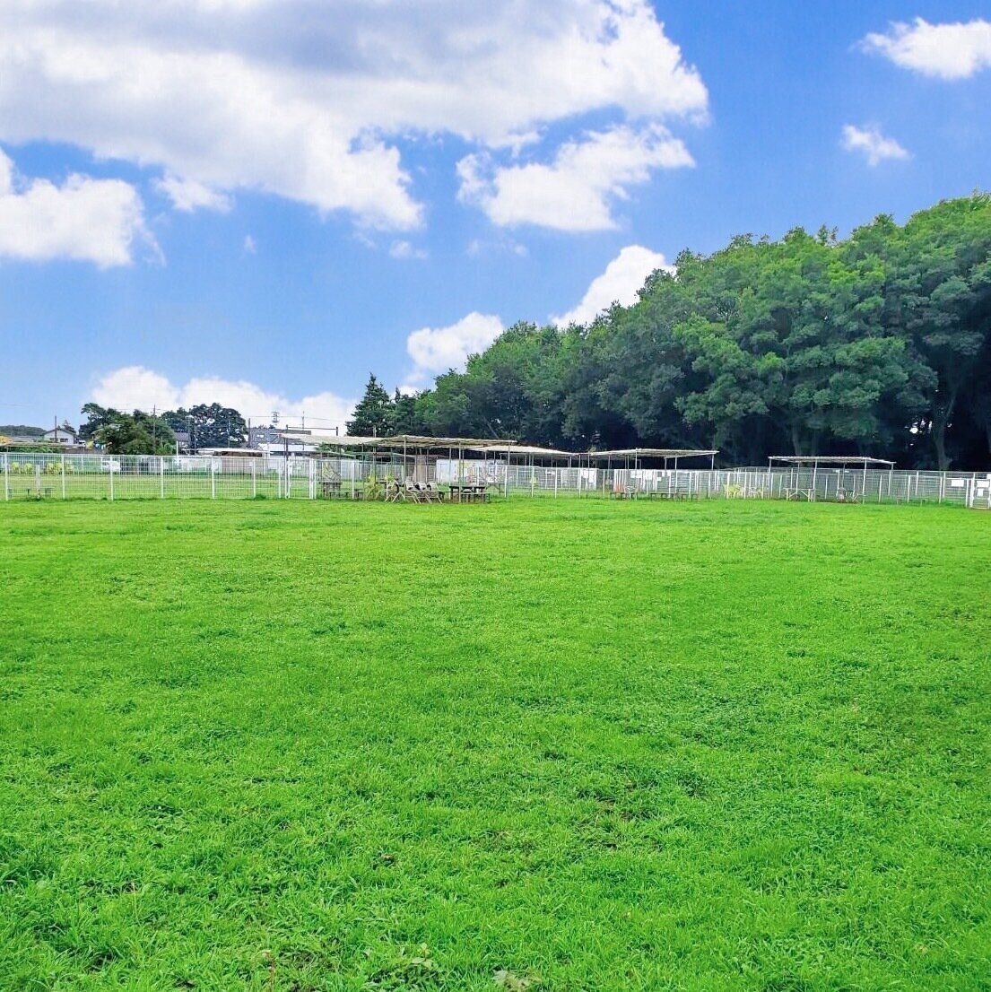 緑に囲まれた広大なドッグラン