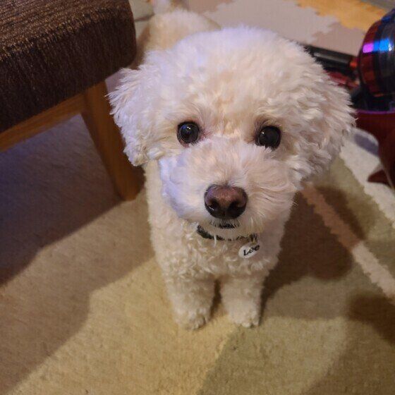 掃除中についてくるトイ・プードル