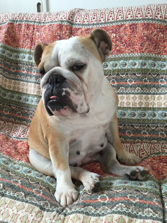 ブルドッグのあんこちゃん