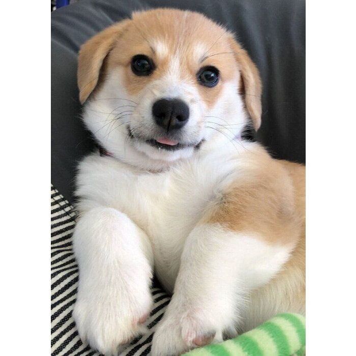 お迎えしてすぐのころのらんちゃん