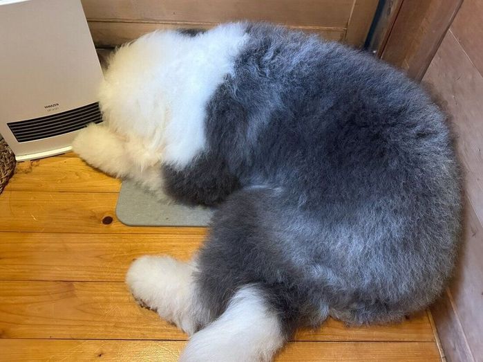 ヒーターの後ろに隠れているつもりのむぅむぅくん、だけど丸見え