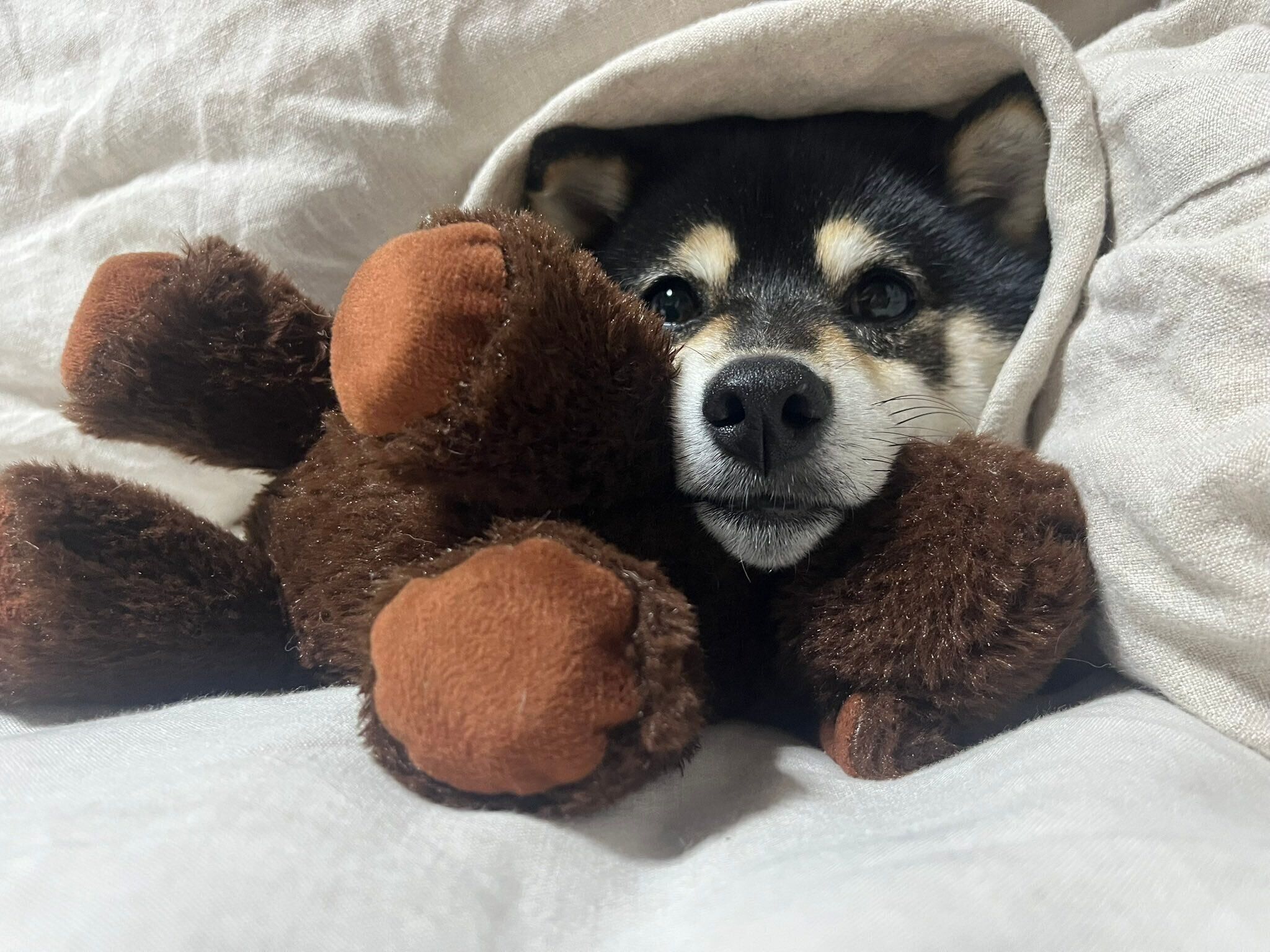 まったりするそらちゃん