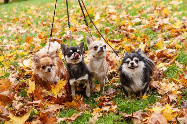 お散歩中のチワワ