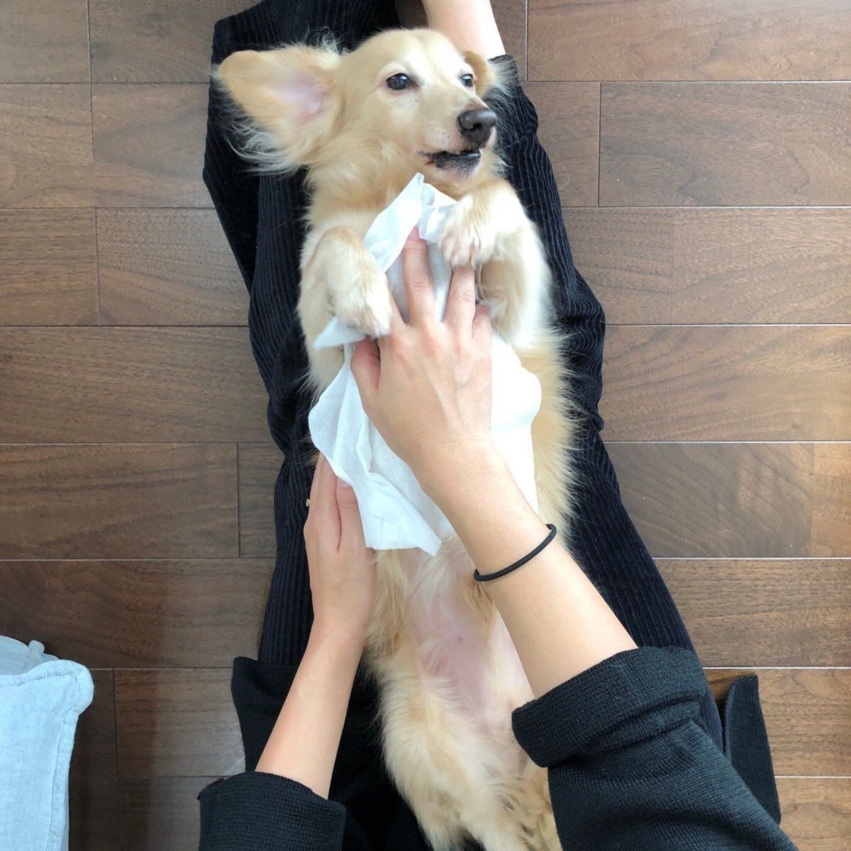 ダックスフンド