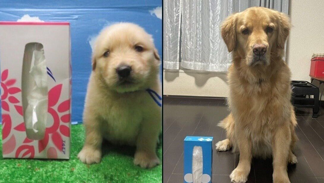 セナくんのビフォーアフター写真