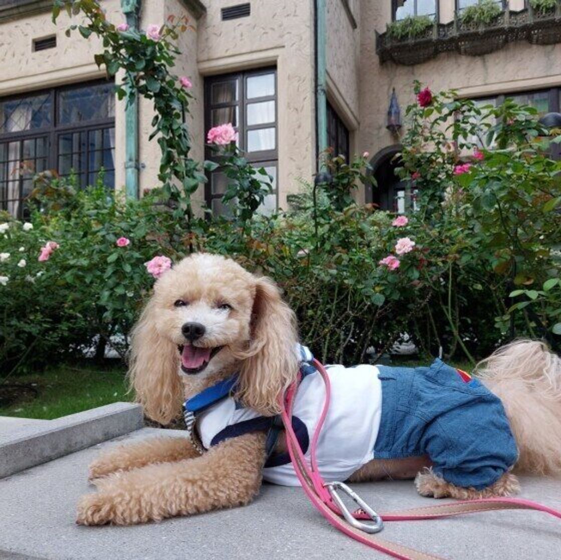 犬が嫌がる場所 苦手に感じやすい場所とは いぬのきもちweb Magazine 犬が嫌がる場所 苦手に感じやすい場所とは いぬのきもちweb Magazine