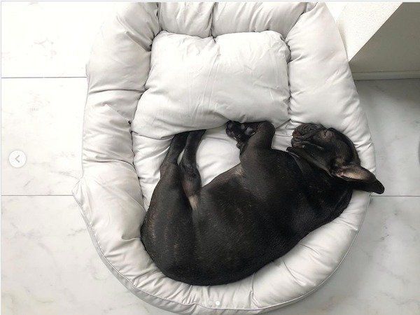 ニトリのペットベッド