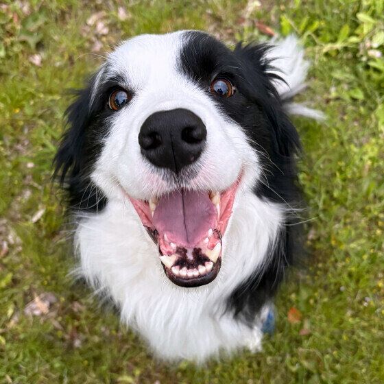 ボーダー・コリーのきくくん