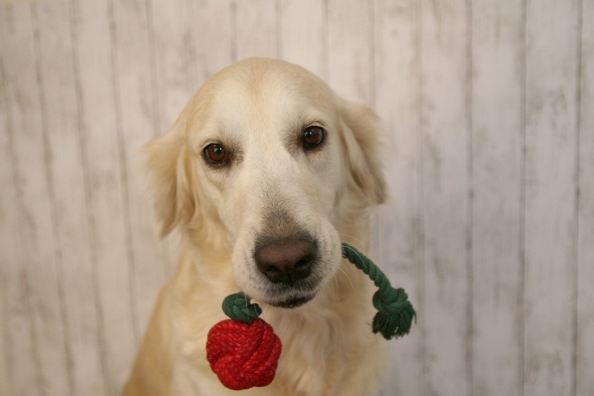 いぬのきもちふろくレポートゴールデンレトリーバー