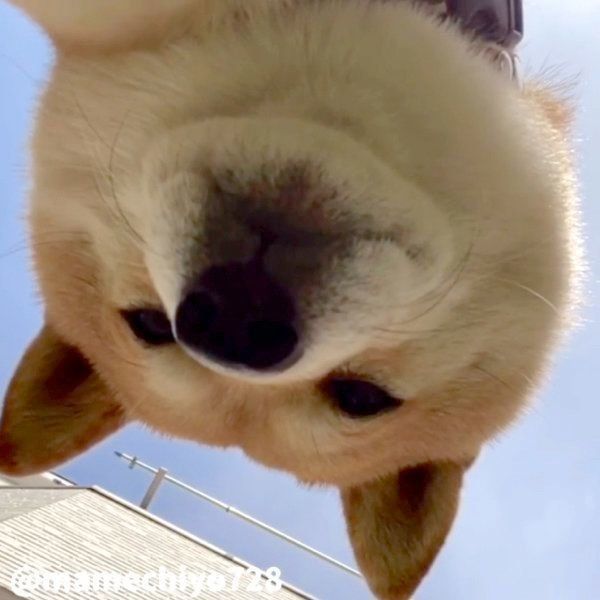 床ドンする豆千代くん