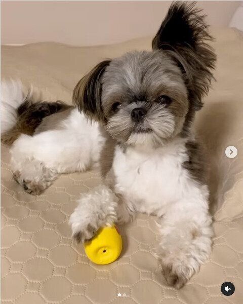 チワワ×シー・ズーのののちゃん