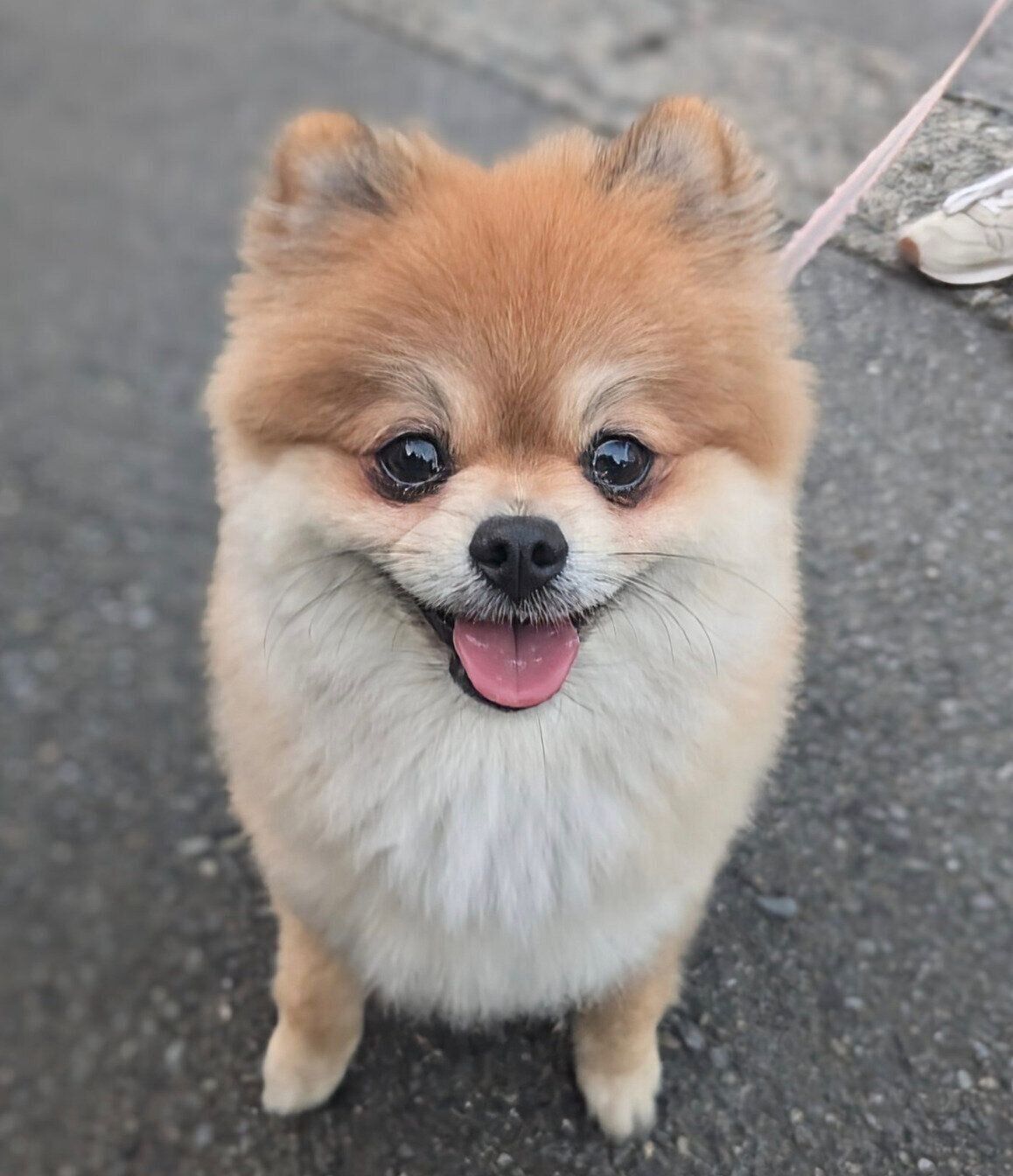 散歩を楽しむぽてちくん。