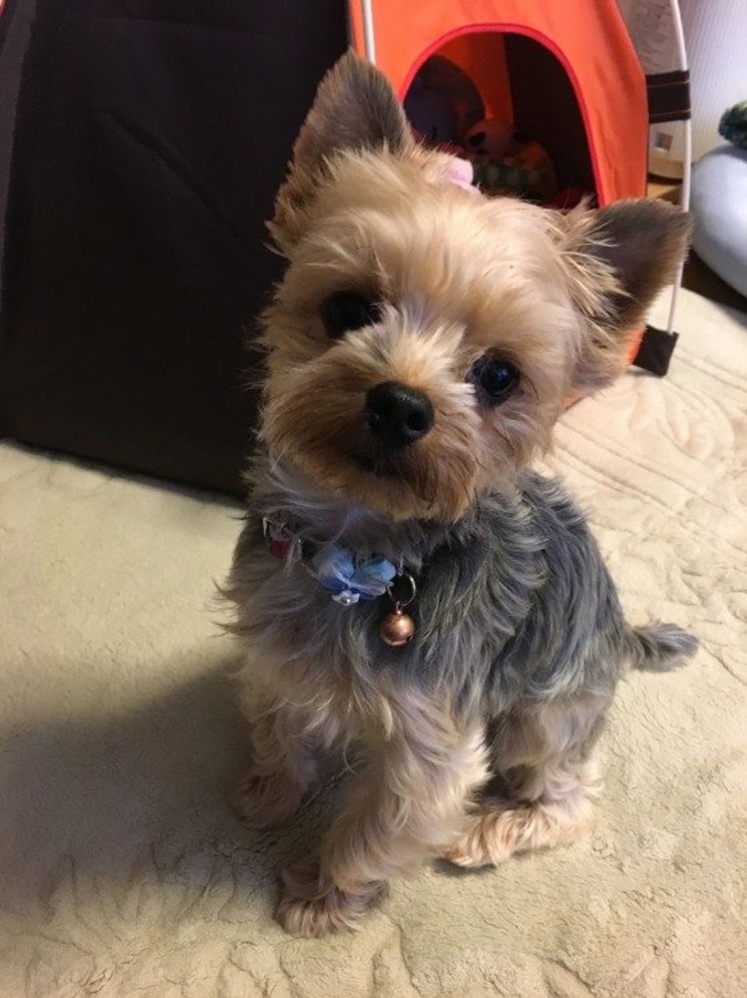 獣医師監修先生 犬が イタズラ する理由 正しい対処法 いぬのきもちweb Magazine 獣医師監修先生 犬が イタズラ する理由 正しい対処法 いぬのきもちweb Magazine