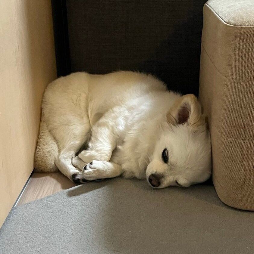 狭い空間に入って眠るこむぎちゃん