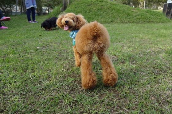 テン君のパンツカット！