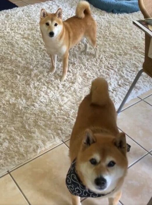 柴犬 トラくんと梅ちゃん