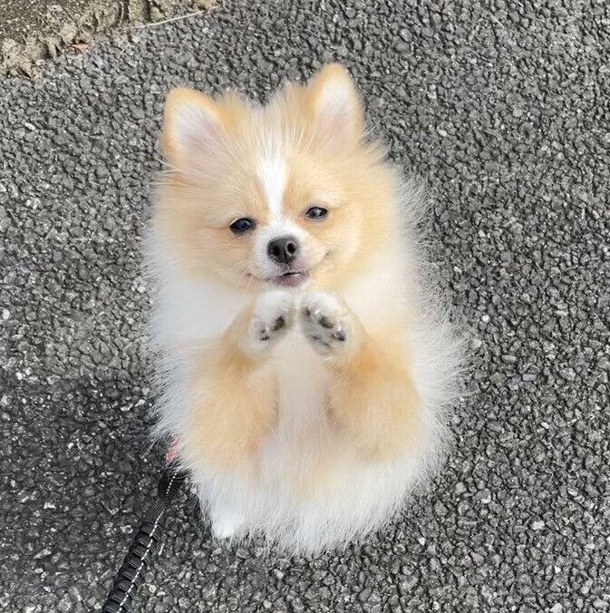 抱っこをおねだりするピカルディくん