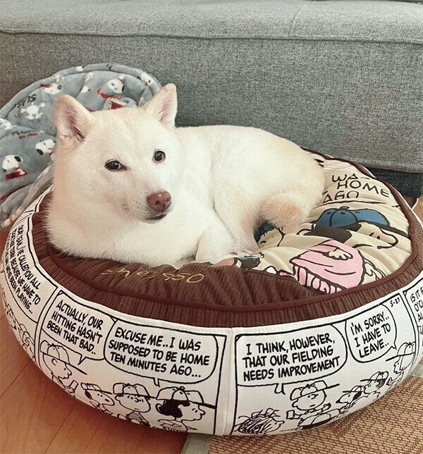 くつろぐゆきちゃん