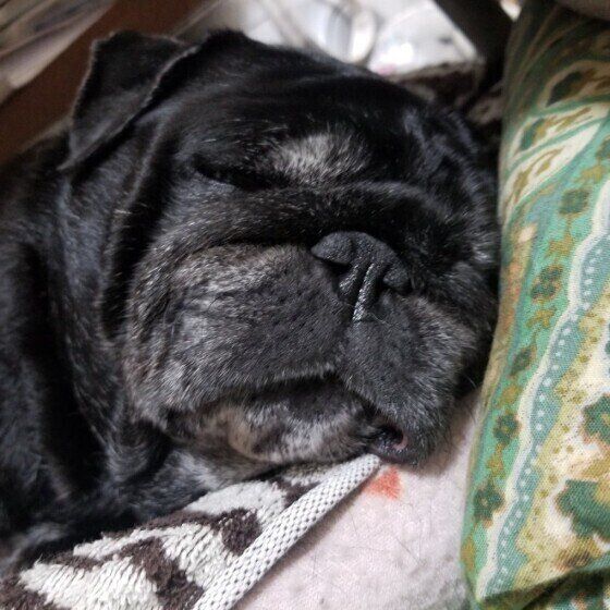 毛布を敷いたソファの上で眠っている黒いパグの顔アップ