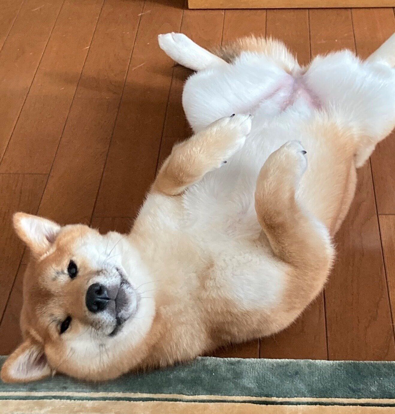 寝転がる福ちゃん