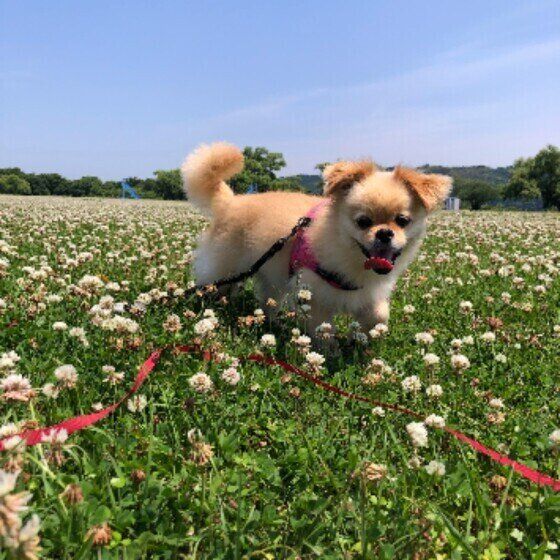 笑顔のモカちゃん