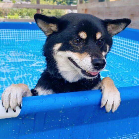 犬がシャンプーや水遊び後に暴れたり、地面やタオルに体をこすりつける理由とは いぬのきもち
