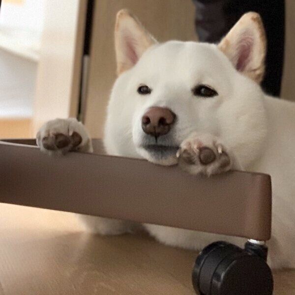 飼い主さんの足元にいることもあるゆきみちゃん