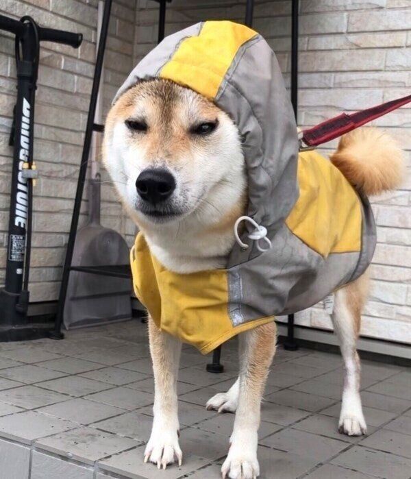 帰宅後に明らかにテンションが下がるももちゃん