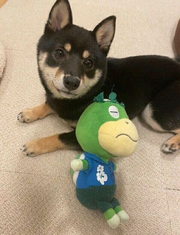 見つめるごまちゃん