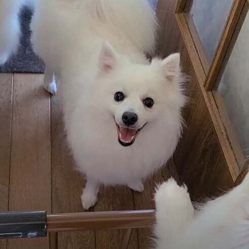 ただいまー 別行動していた日本スピッツ4兄妹 1時間ぶりの再会に歓喜 いぬのきもちweb Magazine