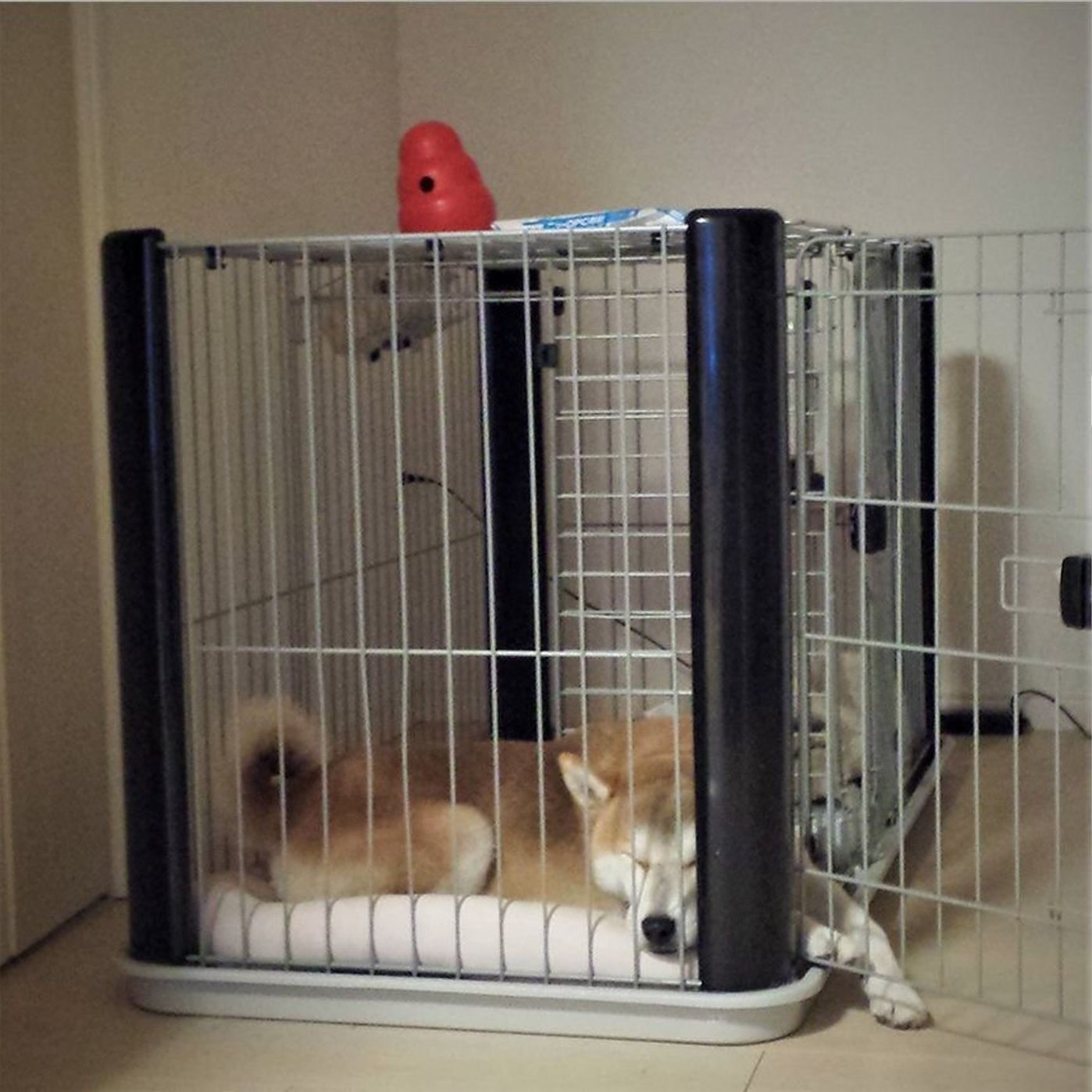 寝ていても一人はさみしい 柴犬シロさん 連載 モフモフ柴とプニプニ娘 第54話 いぬのきもちweb Magazine 寝ていても一人はさみしい 柴犬シロさん 連載 モフモフ柴とプニプニ娘 第54話 いぬのきもちweb Magazine