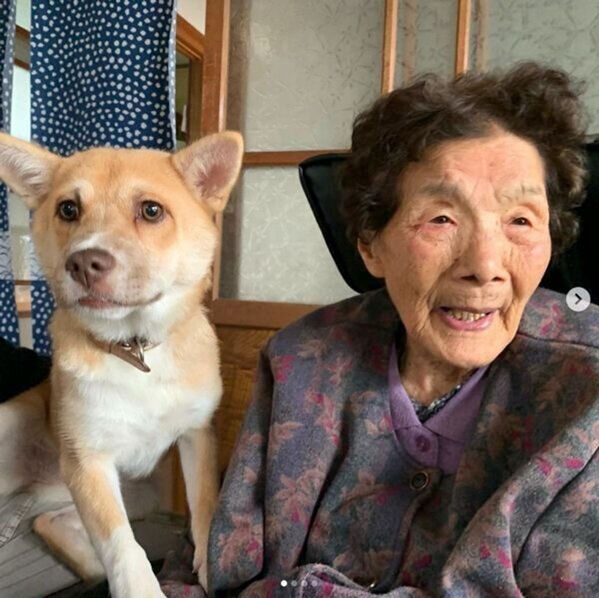 怖がりで人見知りな2頭の野犬が 初対面のおばあちゃんとすぐに仲良しに 微笑ましい光景に心温まる いぬのきもちweb Magazine 怖がりで人見知りな2頭の野犬が 初対面のおばあちゃんとすぐに仲良しに 微笑ましい光景に心温まる いぬのきもちweb Magazine