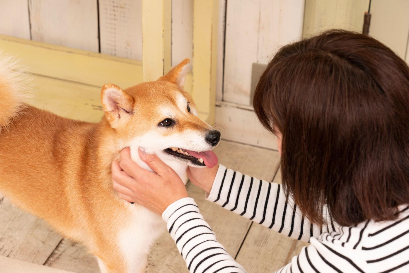 愛犬に 大好き と思ってもらうために 今日からできるモーニングルーティン いぬのきもちweb Magazine 愛犬に 大好き と思ってもらうために 今日からできるモーニングルーティン いぬのきもちweb Magazine