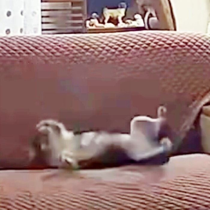 ドテッと寝転がるつぶしゃん