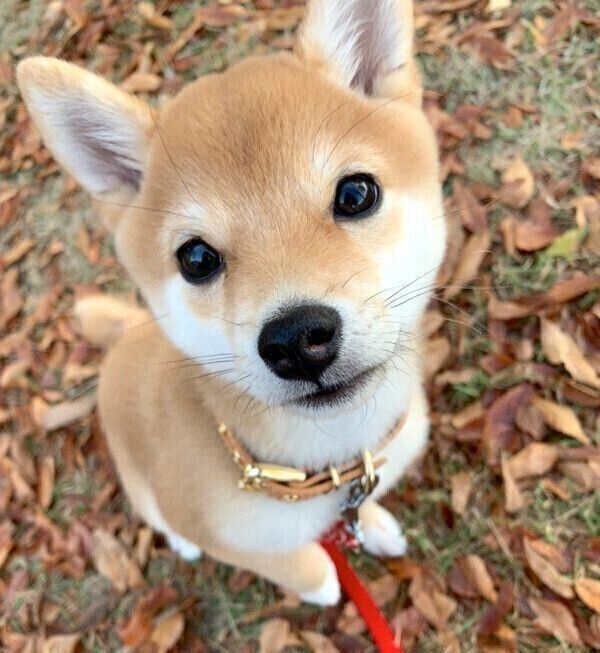 見つめるきなこちゃん