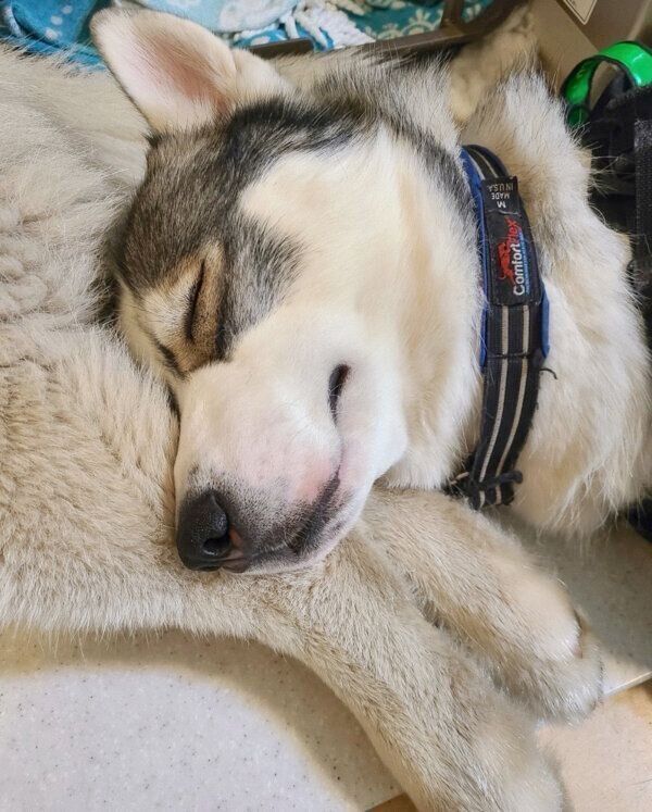 ロキちゃんの足を枕にするラリマーちゃん