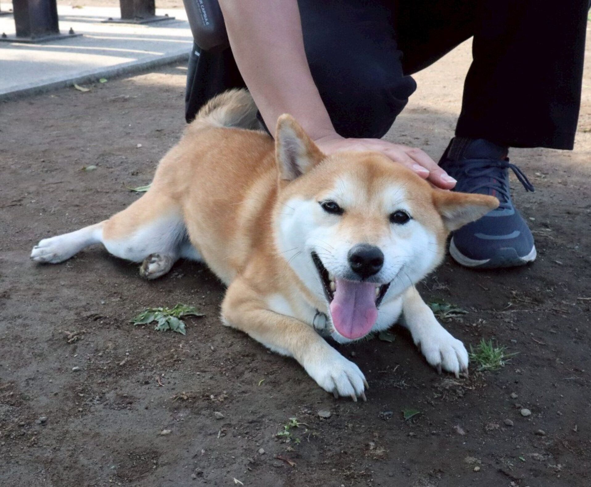 ドッグランで遊ぶひなたくん。