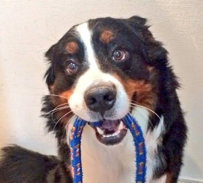 リードを持ってくるココアくん