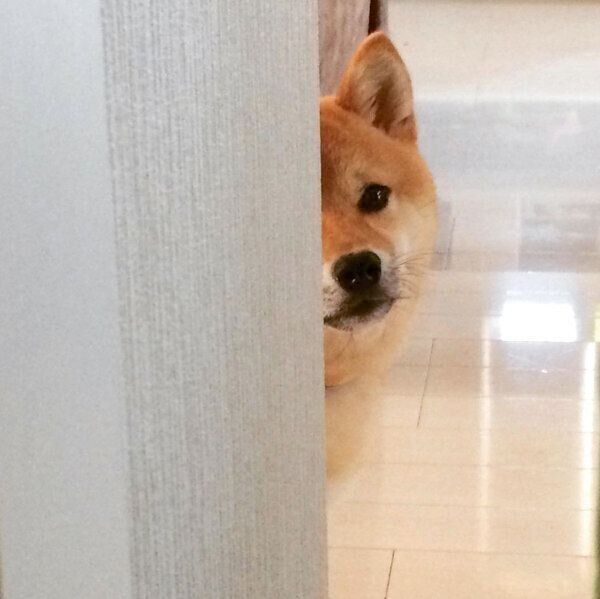 じっと見つめる定春くん