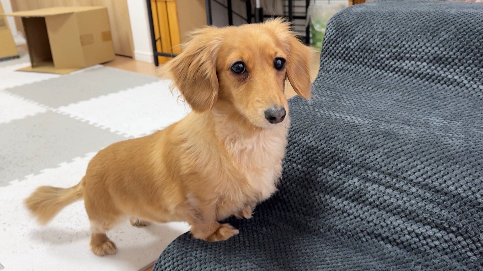 食いしん坊で、ちょっとおとなしく怖がりな一面もあるというCHOCOちゃん