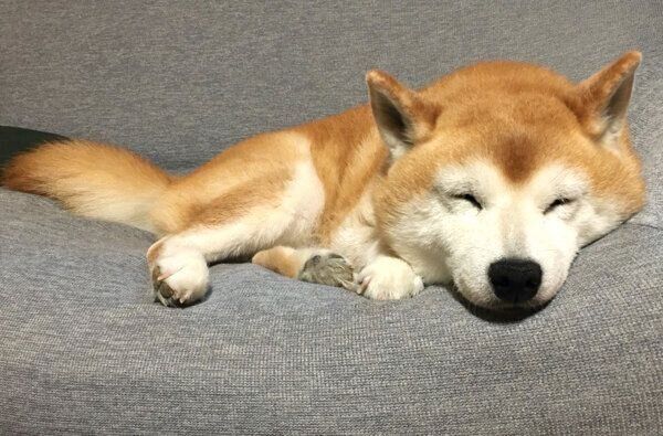 眠るロペさん
