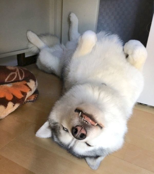 白目でヘソ天するシルビアちゃん