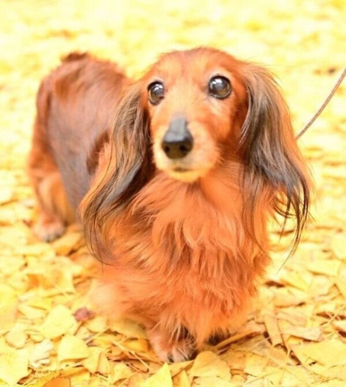 里親募集をしていた3才の成犬と家族に 先代犬がバトンを渡してくれた と感じた運命の出会いとは いぬのきもちweb Magazine 里親募集をしていた3才の成犬と家族に 先代犬がバトンを渡してくれた と感じた運命の出会いとは いぬのきもちweb Magazine