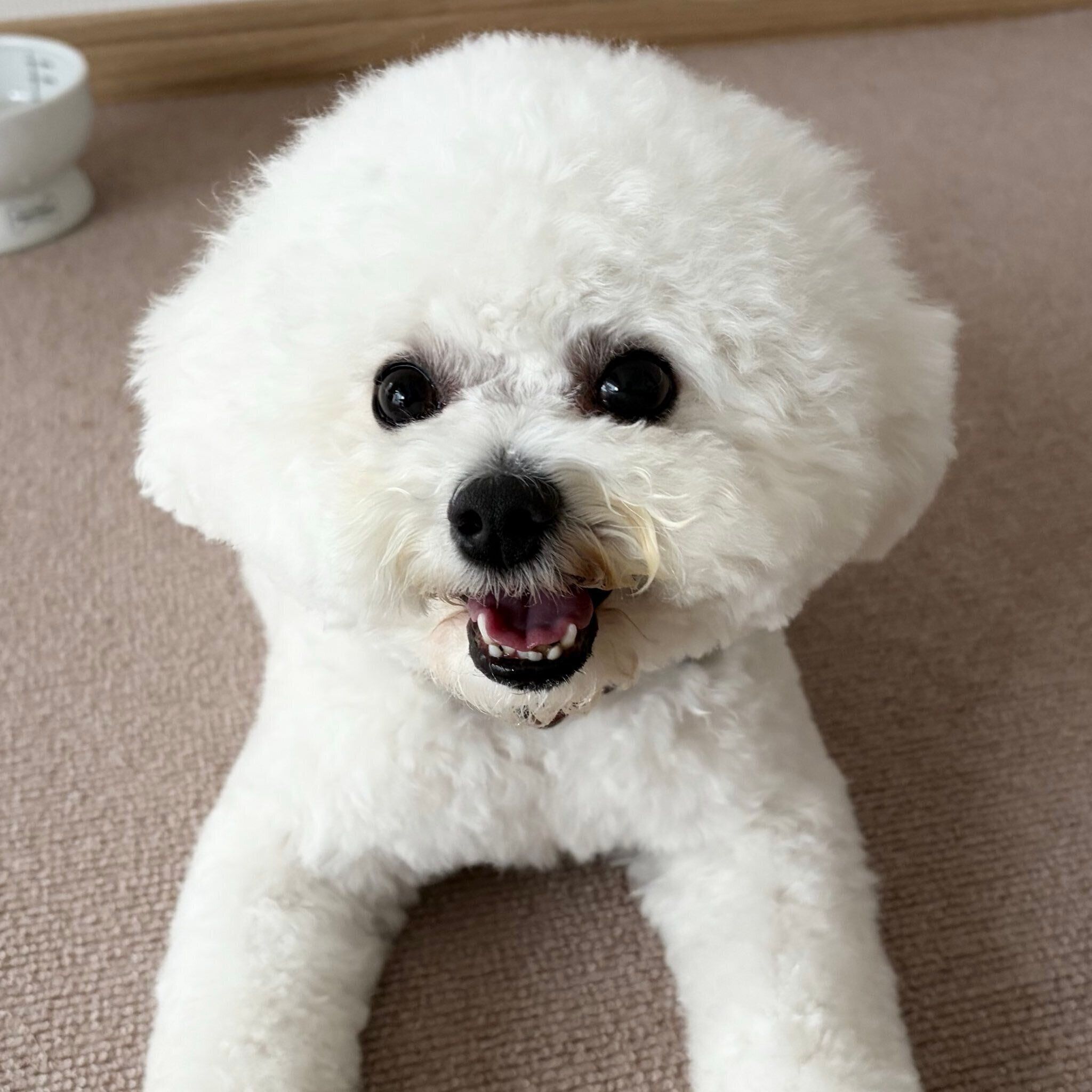 笑顔がかわいいもちたろうくん