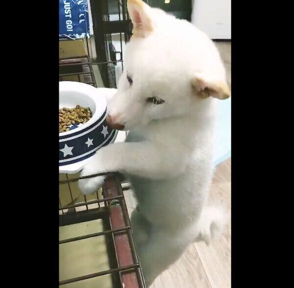 ケージに登ってごはんを食べるあまちゃん