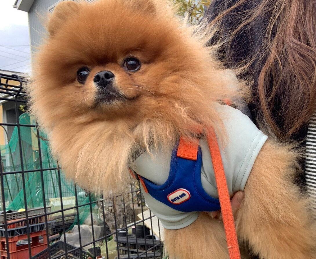 ほかの犬が気になるうりくん