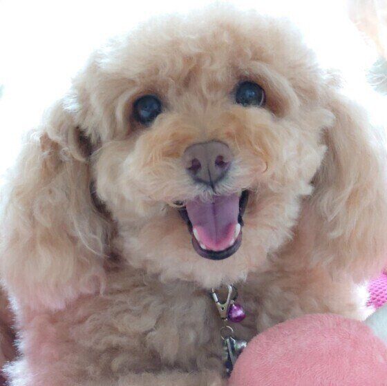 トビやタカ、カラスの多い地域を愛犬と散歩する際に注意すること いぬのきもち