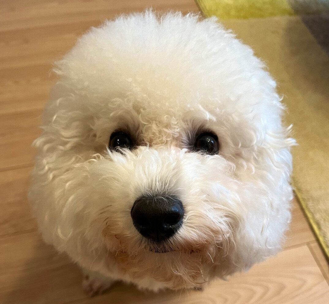 飼い主さんを見上げるめろちゃん